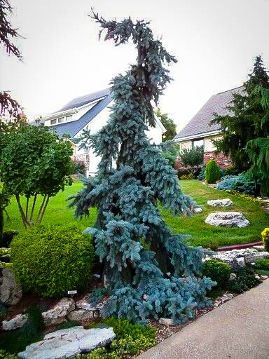 Weeping Blue Spruce Weeping Blue Spruce