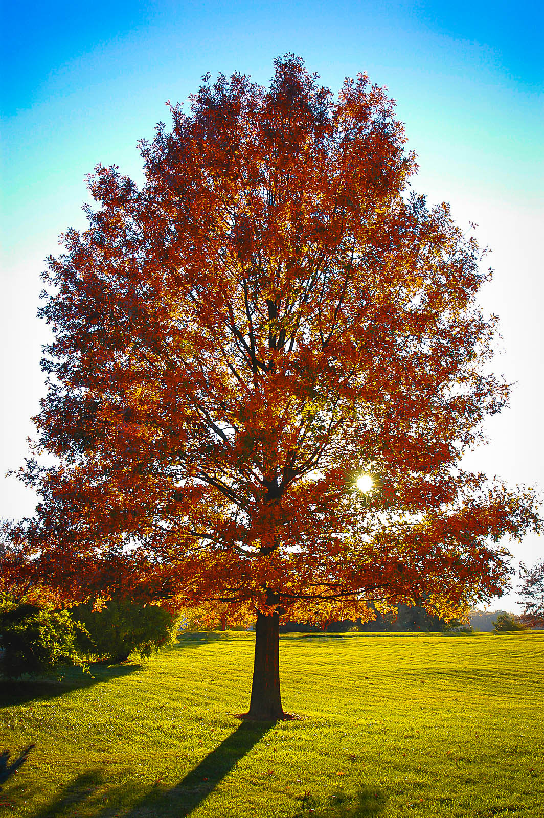 Oak Tree Leaves Photos ~ Autumn Leaves Red Desktop Wallpaper Hd ...