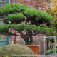 Trees in Containers – Perfect for the Smaller Garden. Part 1