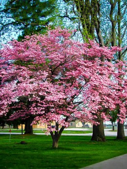 Image result for pink korean dogwood tree