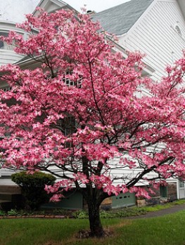 cherokee brave dogwood for sale near me cherokee brave dogwood for sale near me