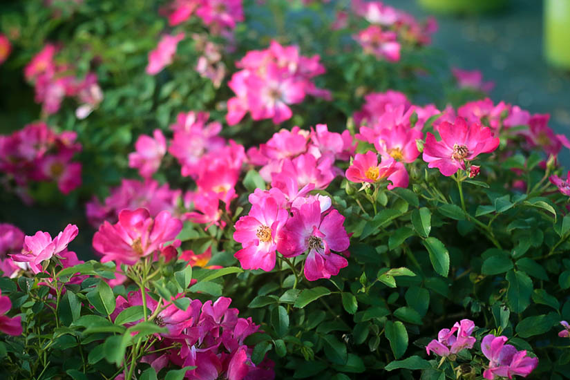 Pink Drift Rose The Tree Center Plant Hardiness Zones 4 11