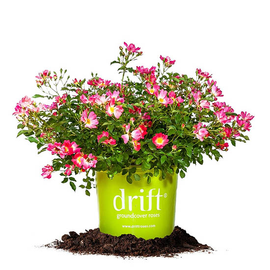 Pink Drift® Rose Bushes For Sale Online The Tree Center™