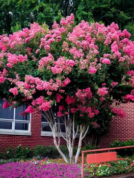 Cherry Razzle Dazzle E Myrtle The Tree Center Pink Velour E Myrtle