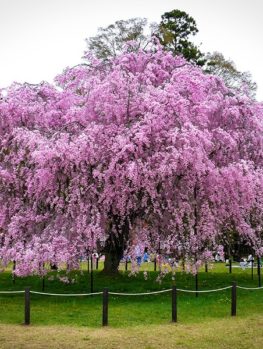 Pocomoke Crape Myrtle For Sale Online Pocomoke Crape Myrtle For Sale Online