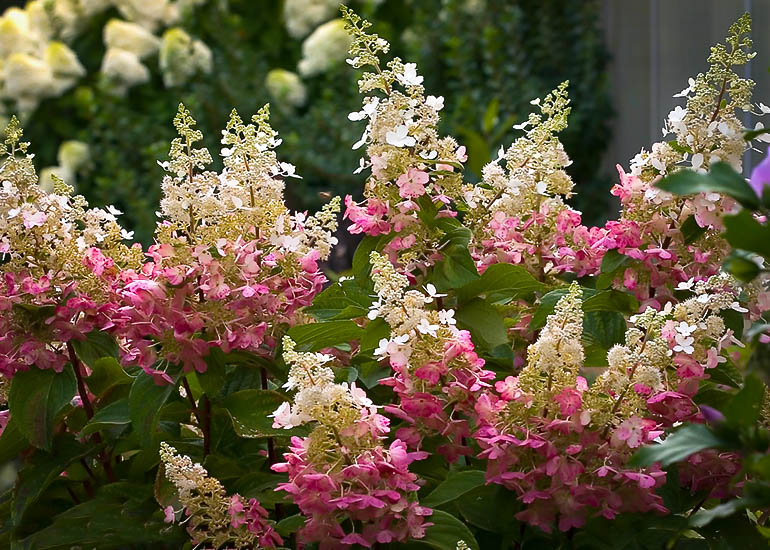 Pinky Winky Hydrangea For Sale Online The Tree Center™ Pinky Winky Hydrangea For Sale Online The Tree Center™