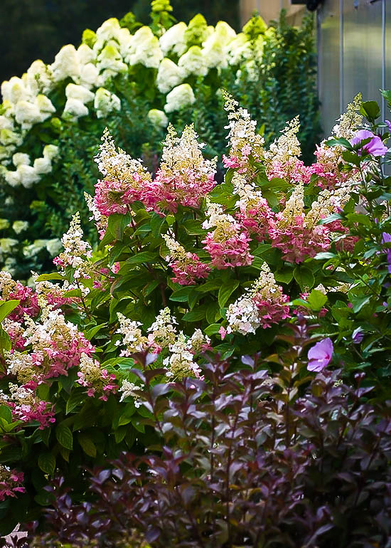 Pinky Winky Hydrangea For Sale Online | The Tree Center™