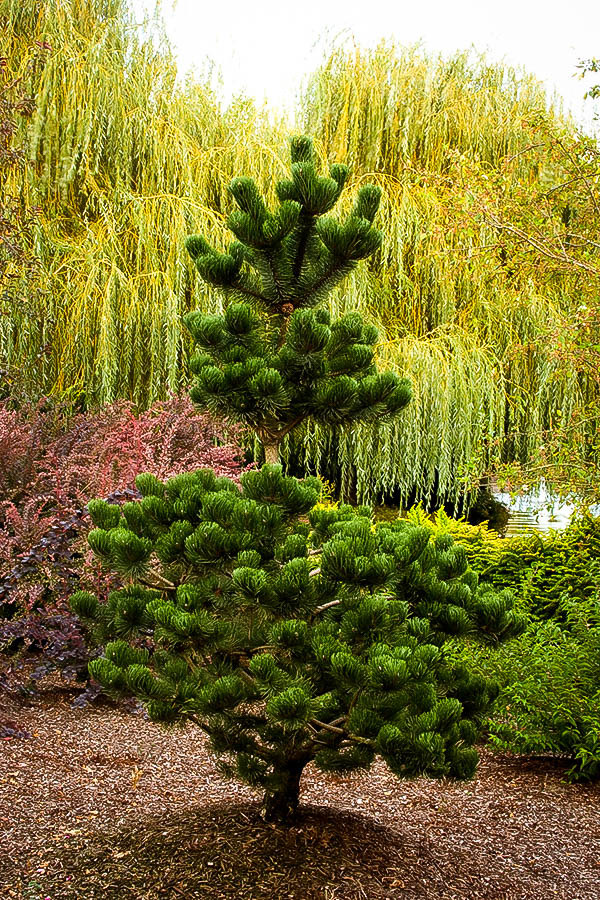 Oregon Green Austrian Pine For Sale The Tree Center™