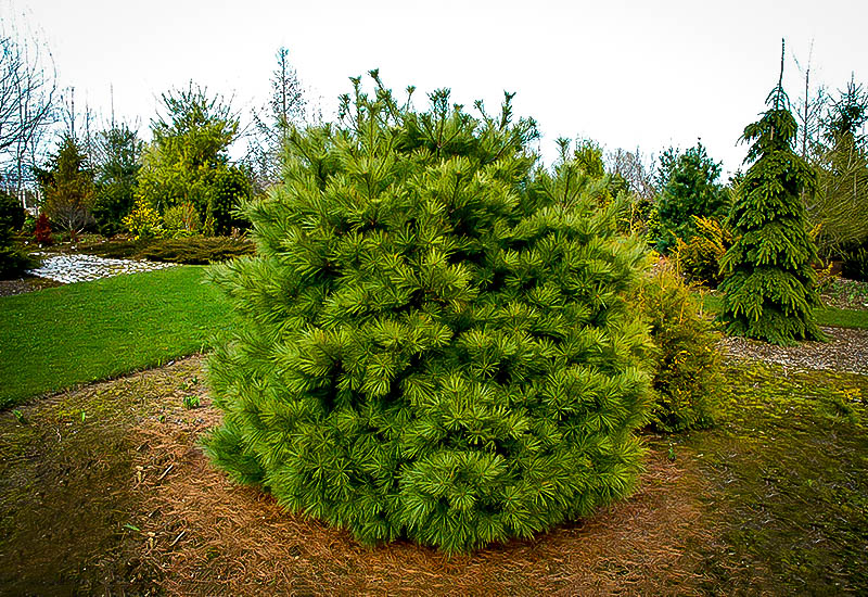 Dwarf White Pine Trees For Sale Online The Tree Center™