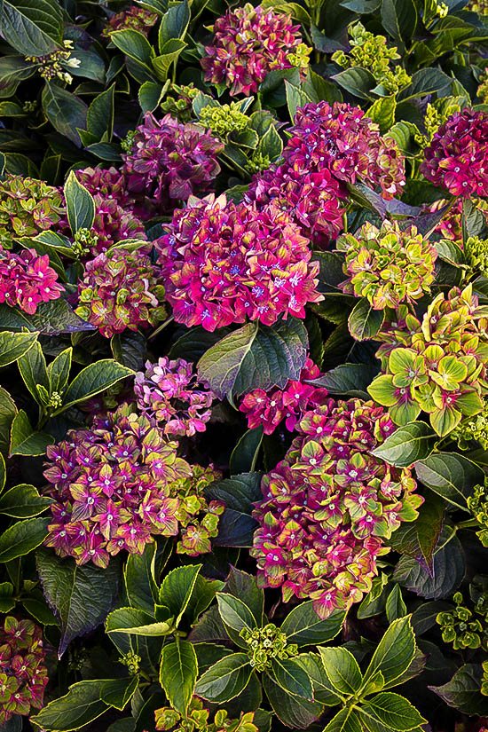 Pistachio Hydrangea | The Tree Center™