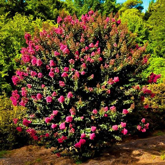 Plum Magic Crape Myrtle For Sale Online The Tree Center™