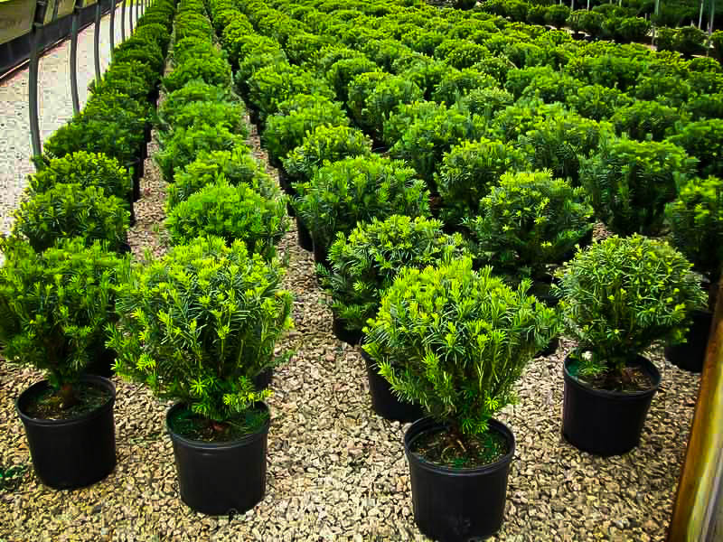 Prostrate Japanese Yew Trees For Sale Rome Beauty Apple Trees For