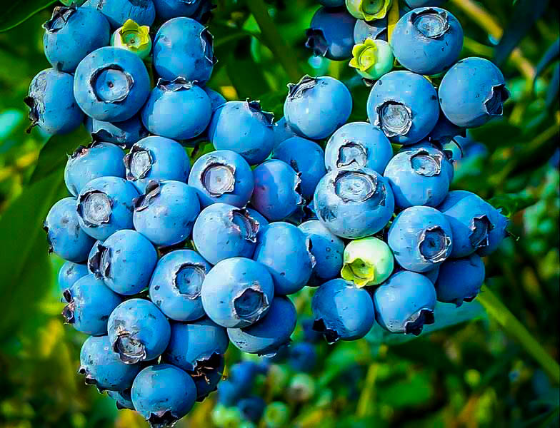 Buy Powder Blue Blueberry Bushes Online | The Tree Center™