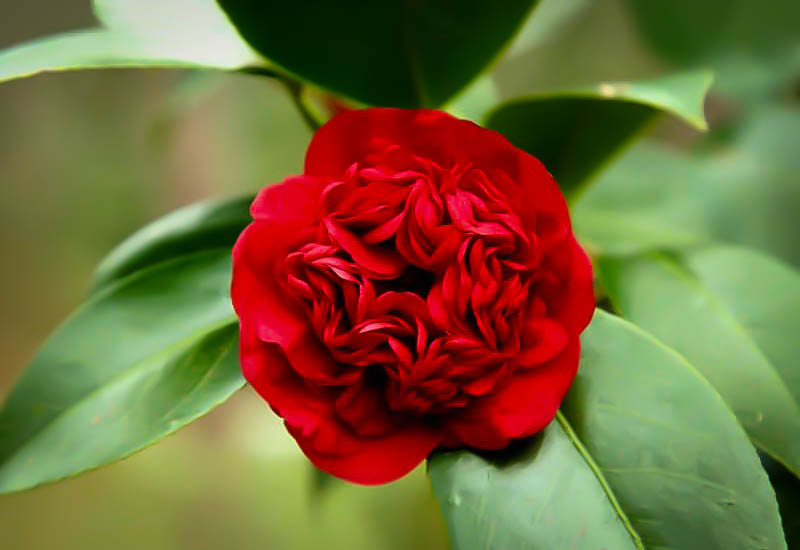 Professor Sargent Camellias For Sale Online | The Tree Center™