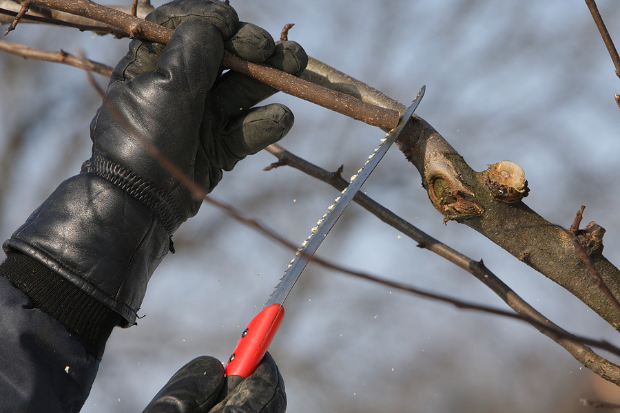 prune fruit download prune fruit download