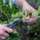 Tips on Pruning Shrubs and Flowering Trees
