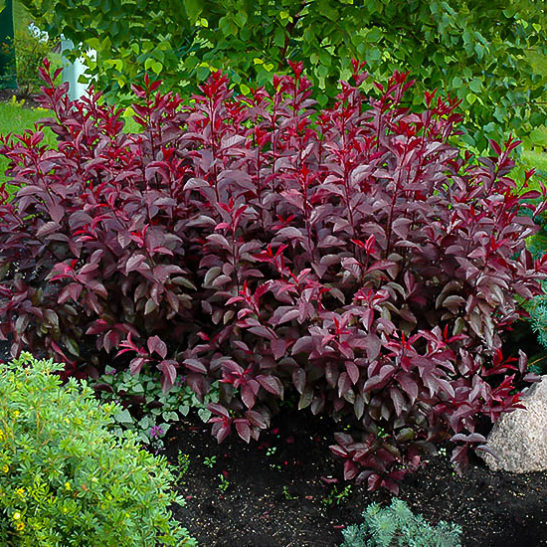 purple leaf sandcherry the tree center purple leaf sandcherry the tree center