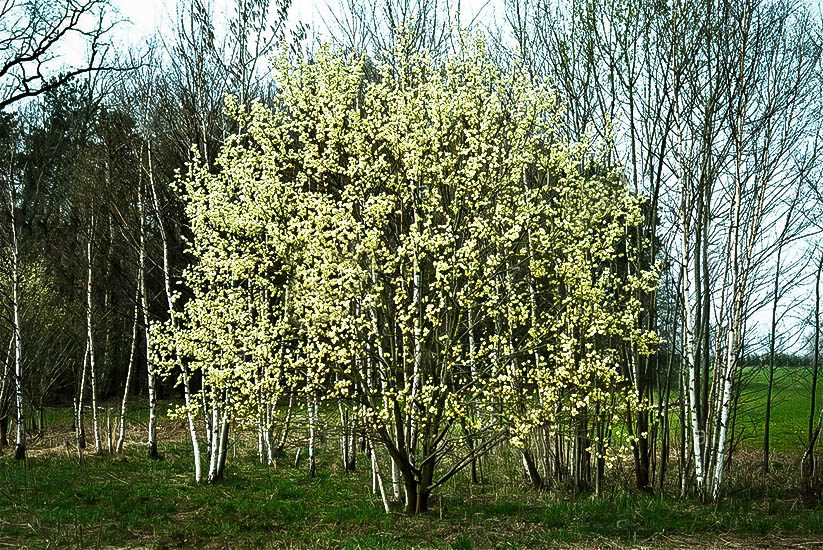 Pussywillow Bush 6