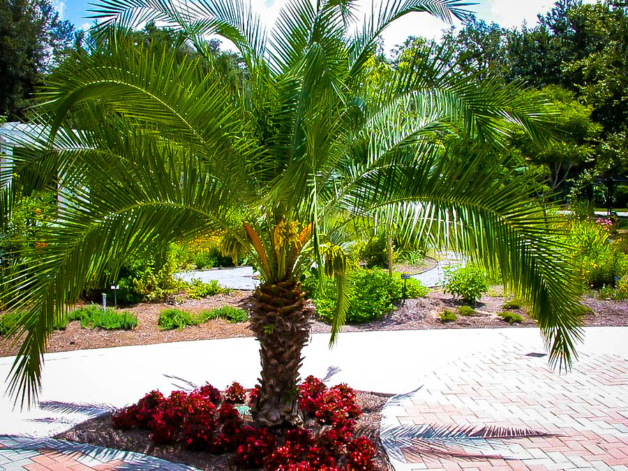 Pygmy Date Palm Trees For Sale Online The Tree Center™