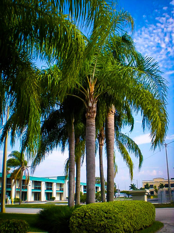 Queen Palm Trees For Sale Online The Tree Center™