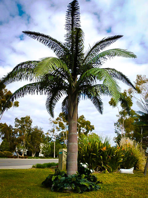  Queen Palm  Trees For Sale Online The Tree Center 