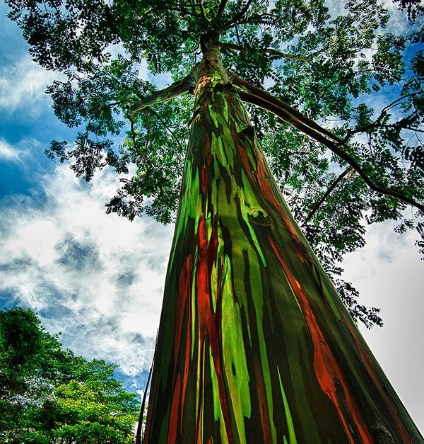 Rainbow Eucalyptus Tree For Online The Center Rainbow Eucalyptus Tree