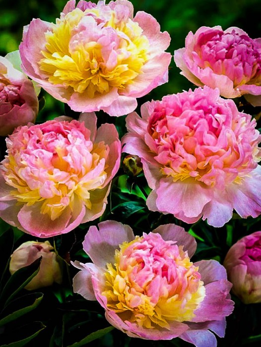 Peonies