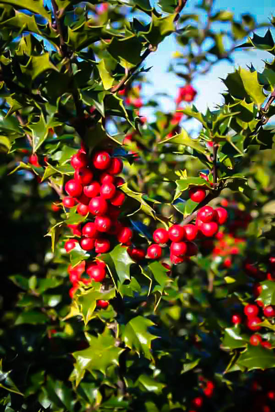 juniper bush juniper bush