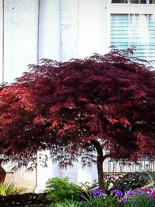 Japanese Maple | The Tree Center