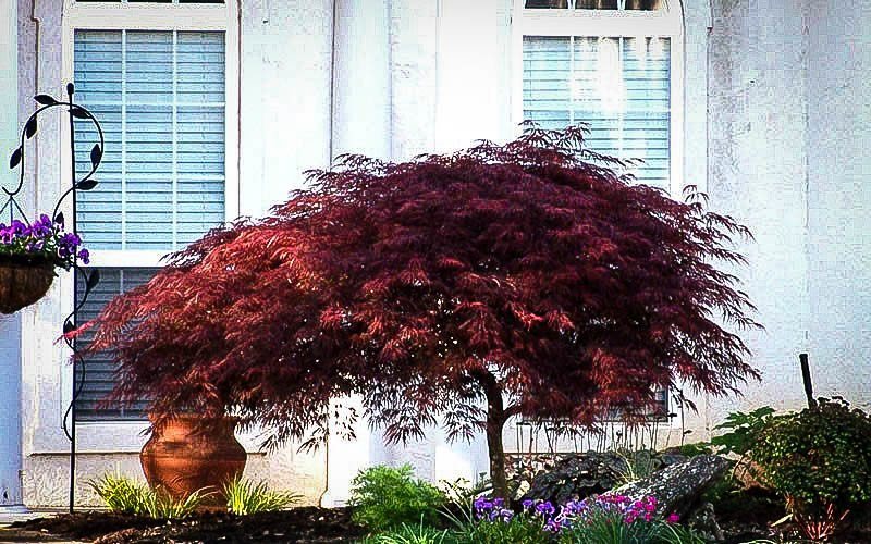 Red Dragon Japanese Maple Tree