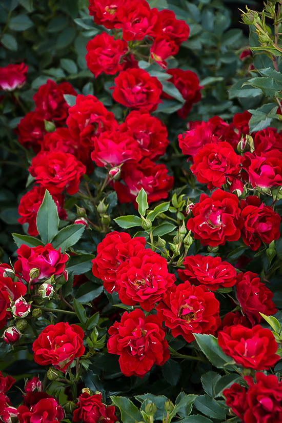 Red Drift® Rose Bushes For Sale Online The Tree Center™