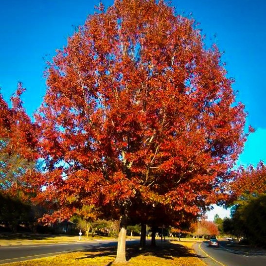 Red Oak For Sale Online The Tree Center