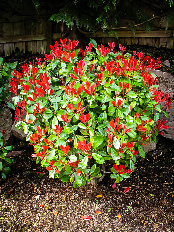 photinia plants-áá¡ á¡á£á áááá¡ á¨ááááá