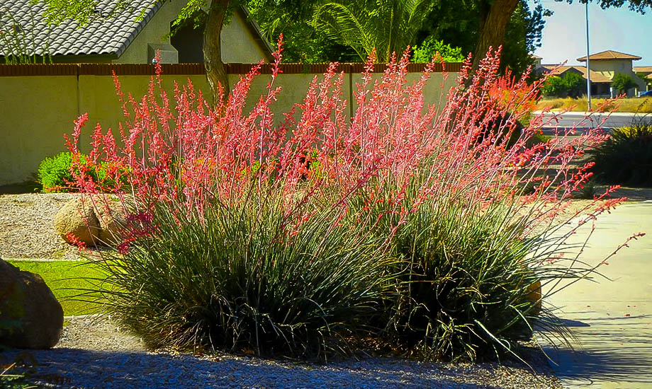 Texas Red Yucca Plants For Sale Online The Tree Center™