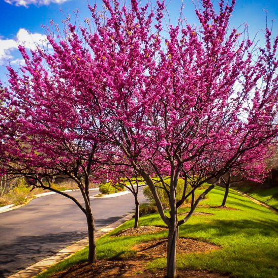 x 2 4/9 For The Appalachian Center⢠Sale Tree Online Redbud Trees x 2 4/9 For The Appalachian Center⢠Sale Tree Online Redbud Trees