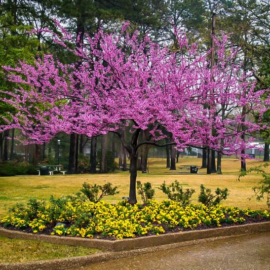 Redbud Trees Near Me
