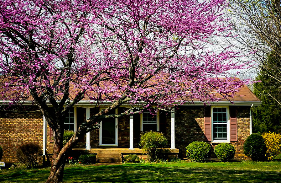 Forest Pansy Redbud Trees For Sale The Tree Center™