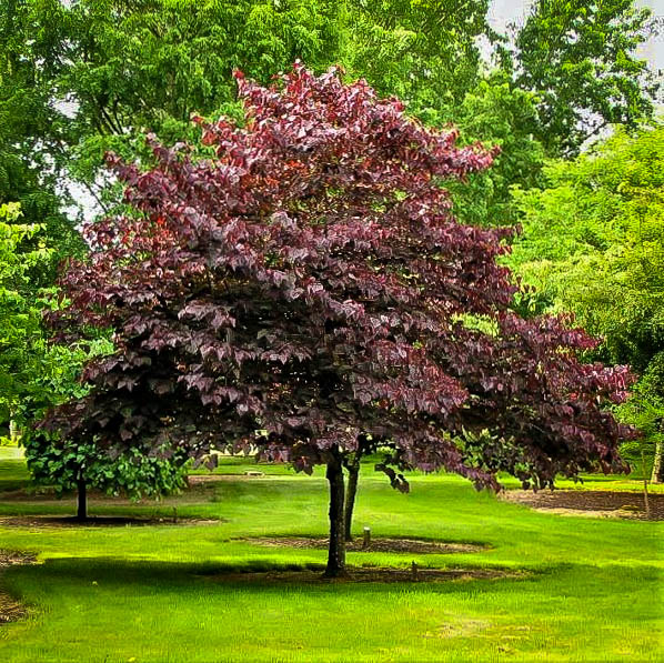 Forest Pansy Redbud Trees For Sale The Tree Center™
