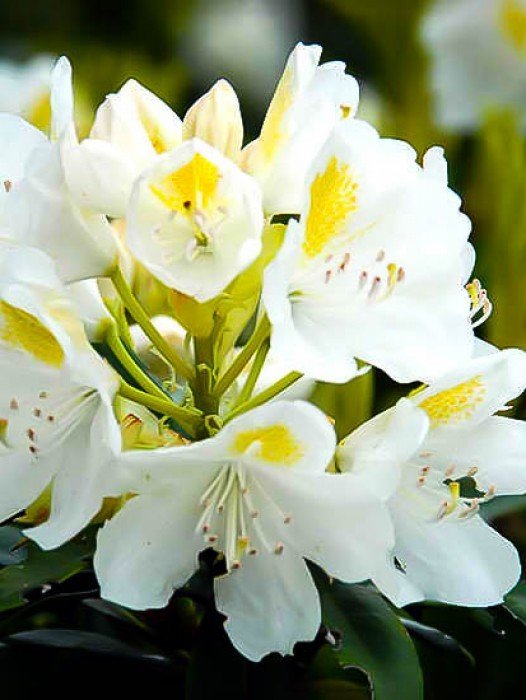 Rhododendrons