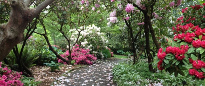 Flowering Evergreens For Year Round Interest The Tree Center Flowering Evergreens For Year Round Interest