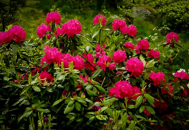 Nova Zembla Rhododendron For Sale The Tree Center™