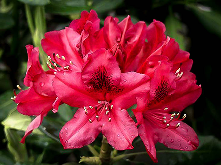 Nova Zembla Rhododendron For Sale | The Tree Center™