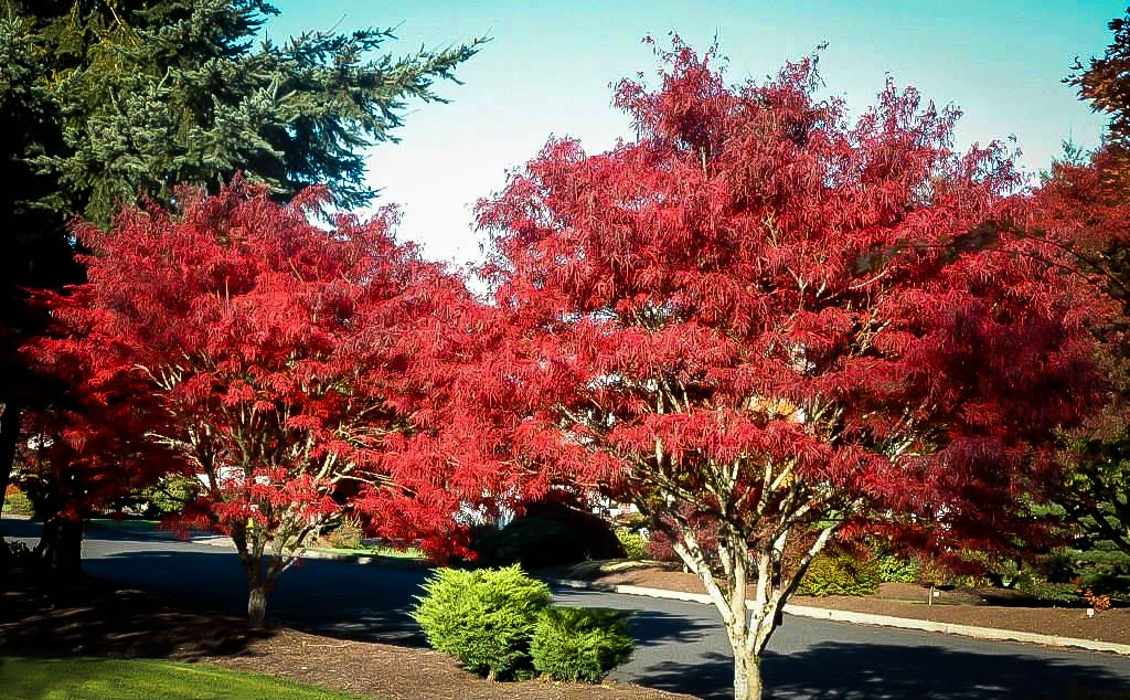 ribbon leaf japanese maple the tree center ribbon leaf japanese maple the tree center