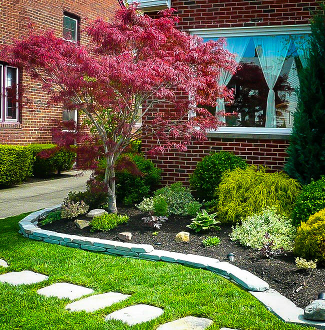 Ribbon Leaf Japanese Maple Trees For Sale | The Tree Center™