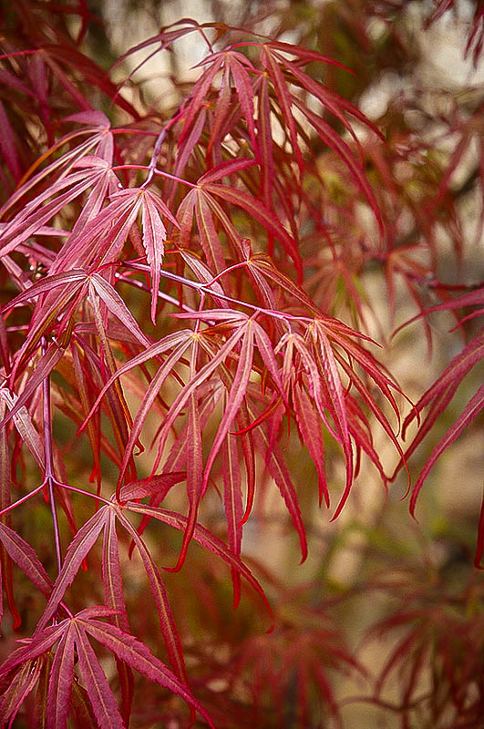 japanese maple leaf japanese maple leaf