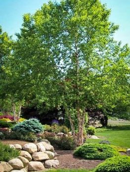 Dura Heat® River Birch Trees For Sale | The Tree Center™