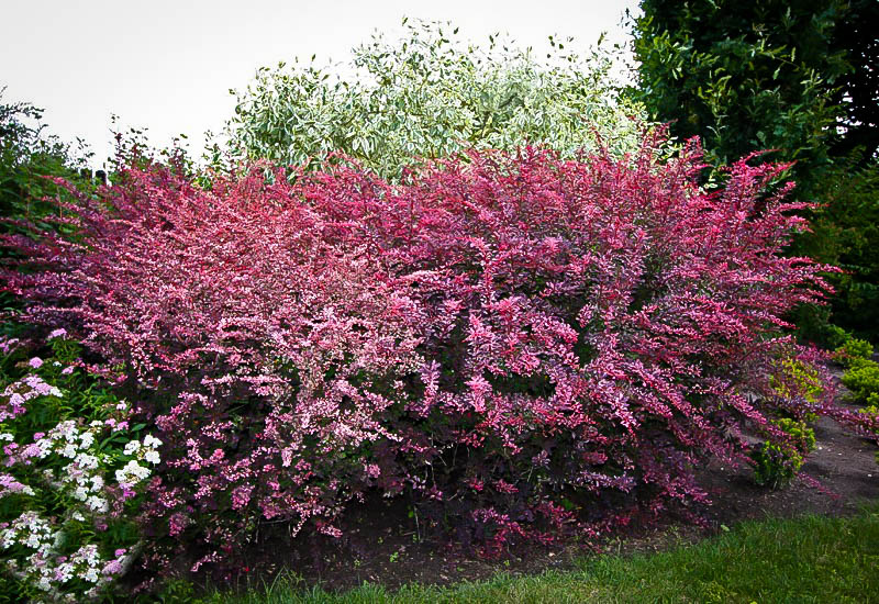 Rose Glow, Rosy Glow Barberry The Tree Center™