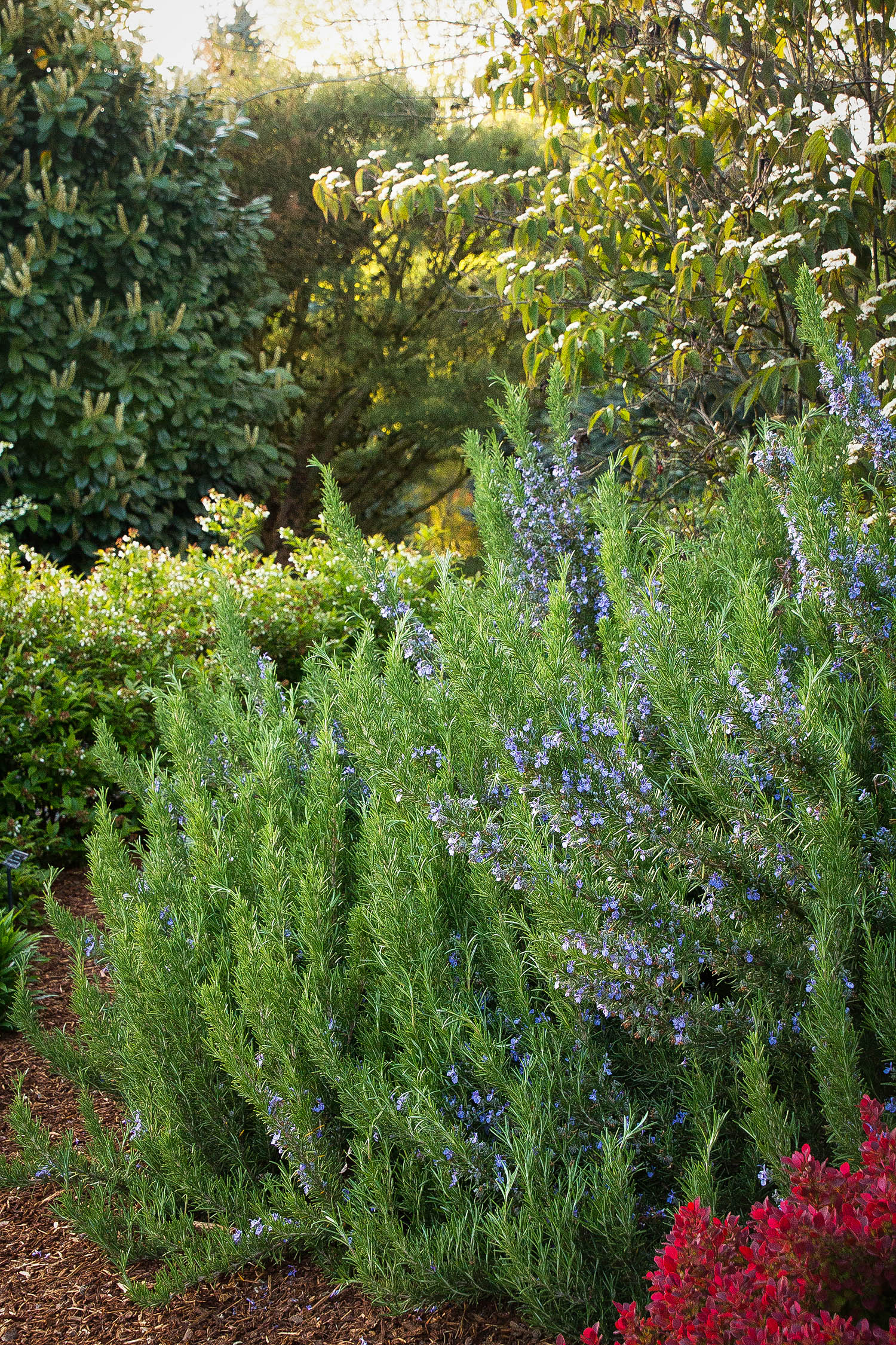 Tuscan Blue Rosemary Bushes For Sale The Tree Center™