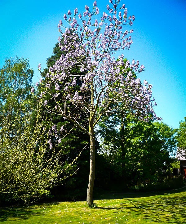 Royal Empress Trees For Sale Online | The Tree Center