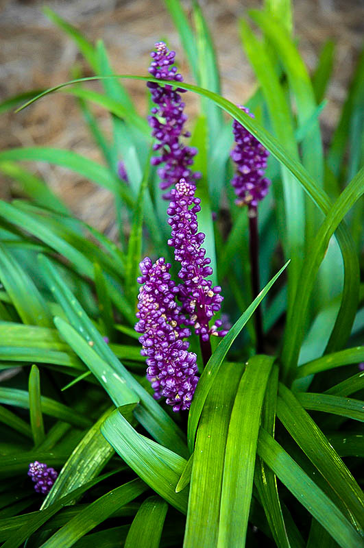 liriope purple royal lily turf plants plant muscari flowers